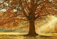 tree-4637270__340