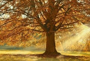 DE LAMASÓN A CAMPOO, OTOÑO EN LA MONTAÑA